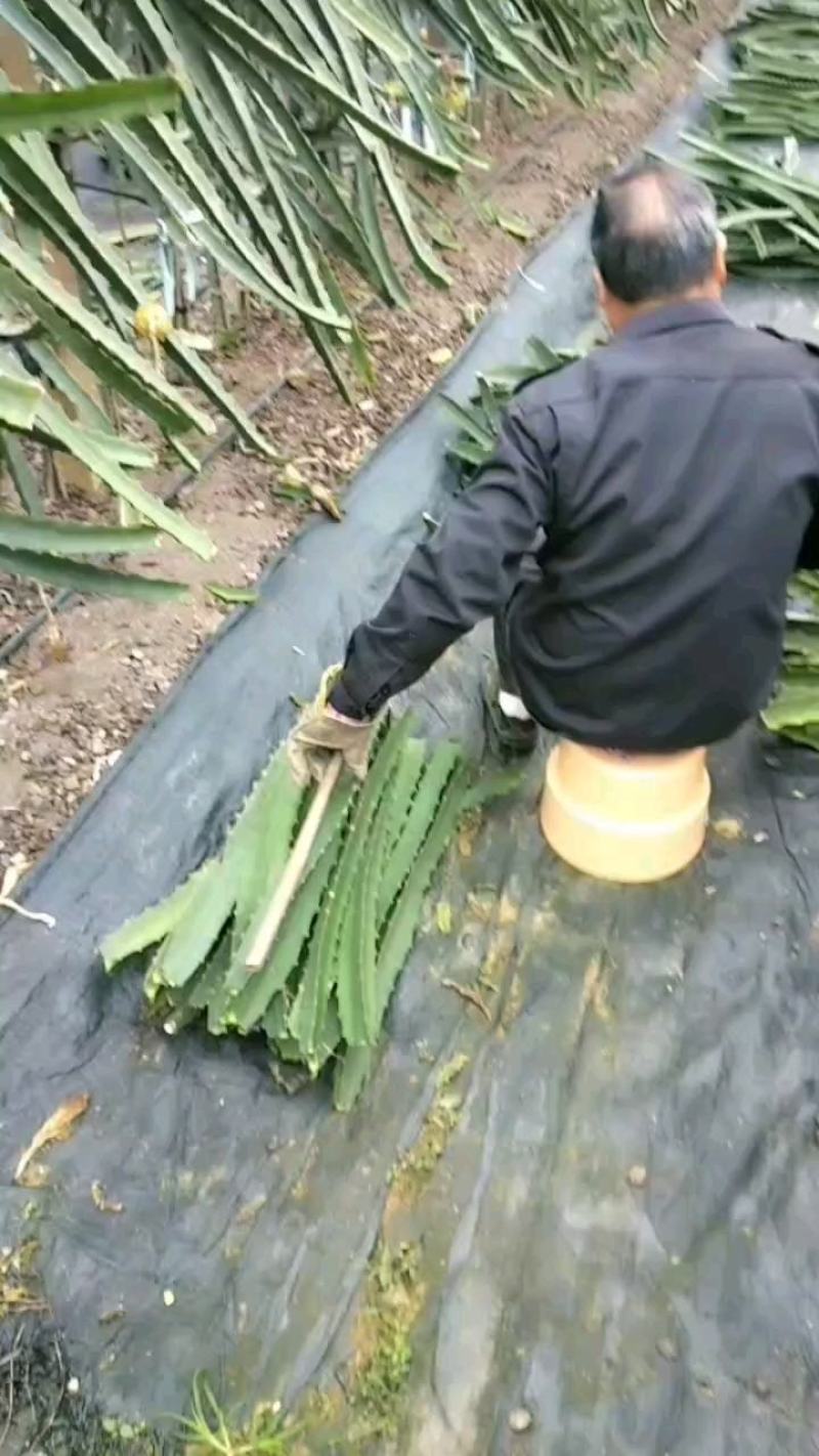 燕窝果苗枝条扦插苗厄瓜多尔/30CM技术支持