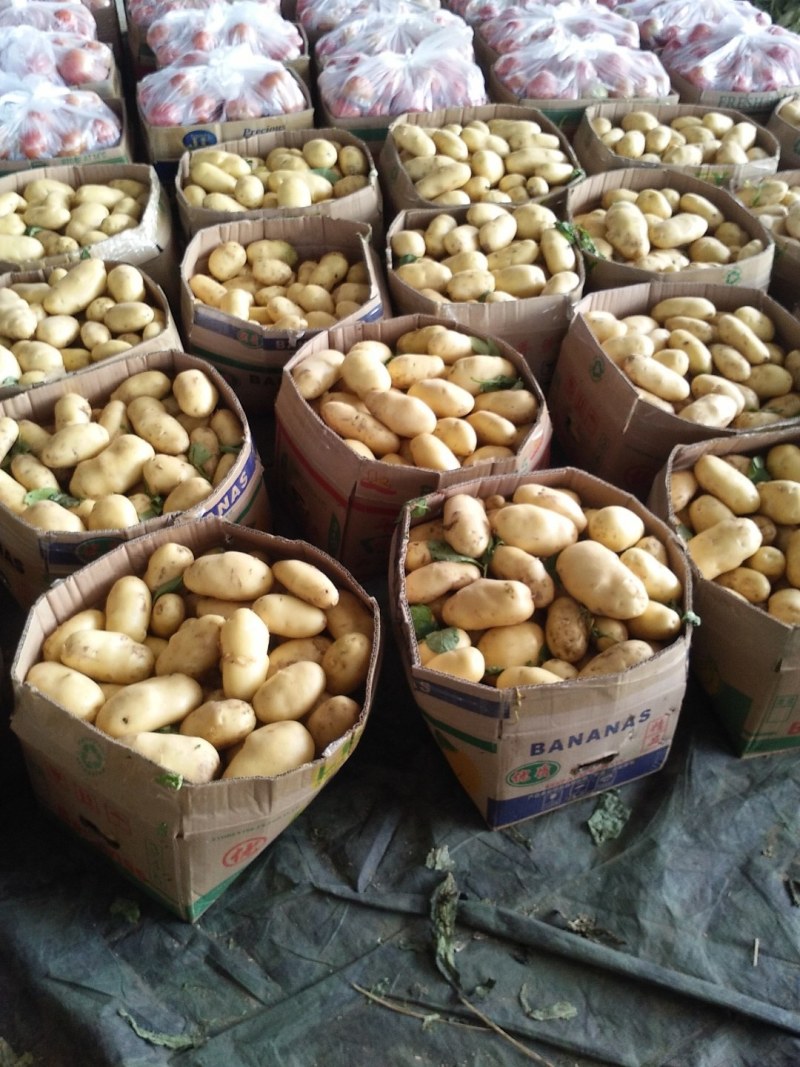 荷兰十五土豆3两以上货源充足【产地直销】
