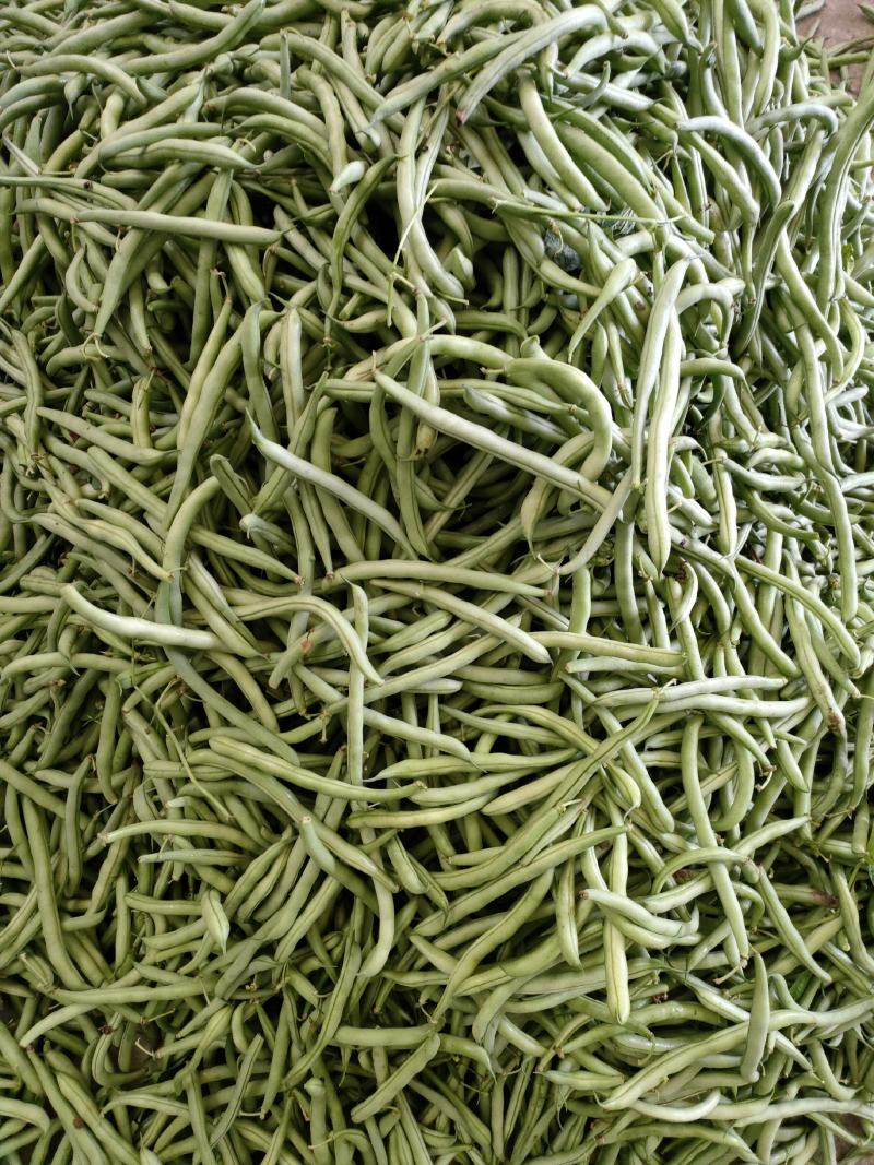 四季豆