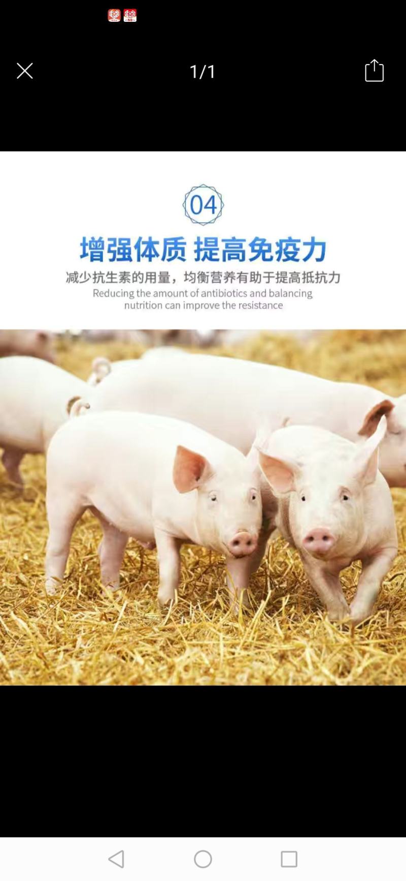 鱼粉