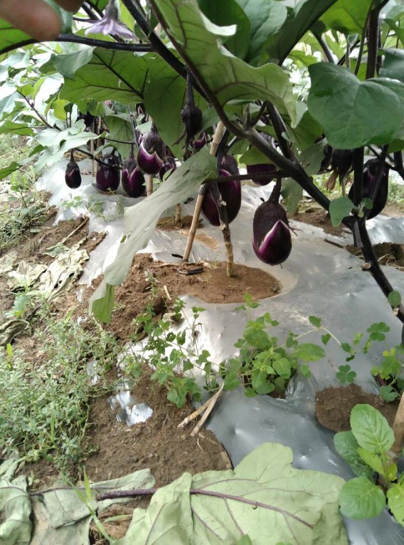 安顺圆茄基地大量优先基地货源量市场超市电商全国发货全国