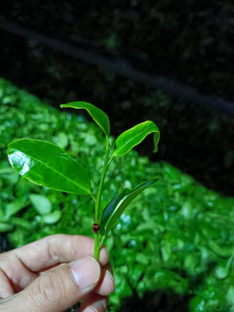 【推荐】大乌叶单丛茶奶香清香新茶保质保量绿色茶叶