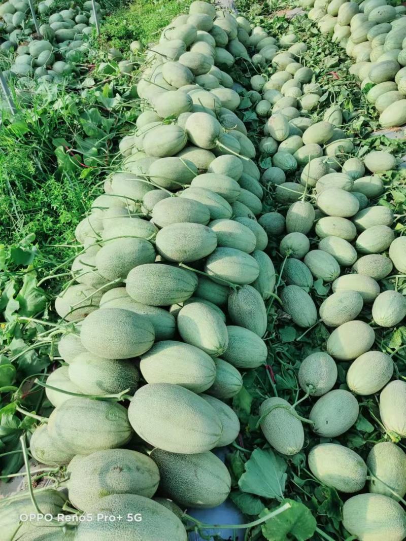 【推荐】海南晓蜜25哈密瓜大量从优，商超品质
