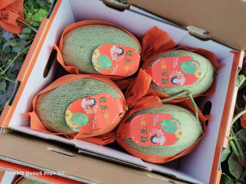 【推荐】海南晓蜜25哈密瓜大量从优，商超品质