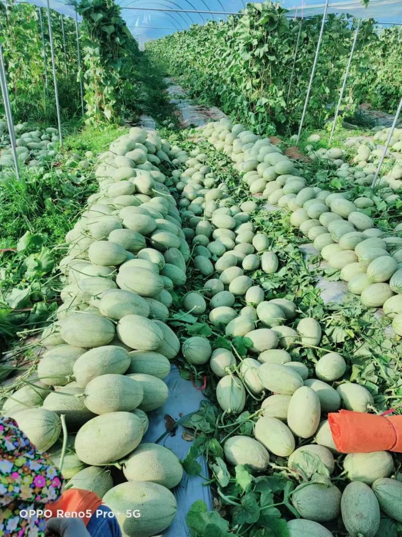 【推荐】海南晓蜜25哈密瓜大量从优，商超品质