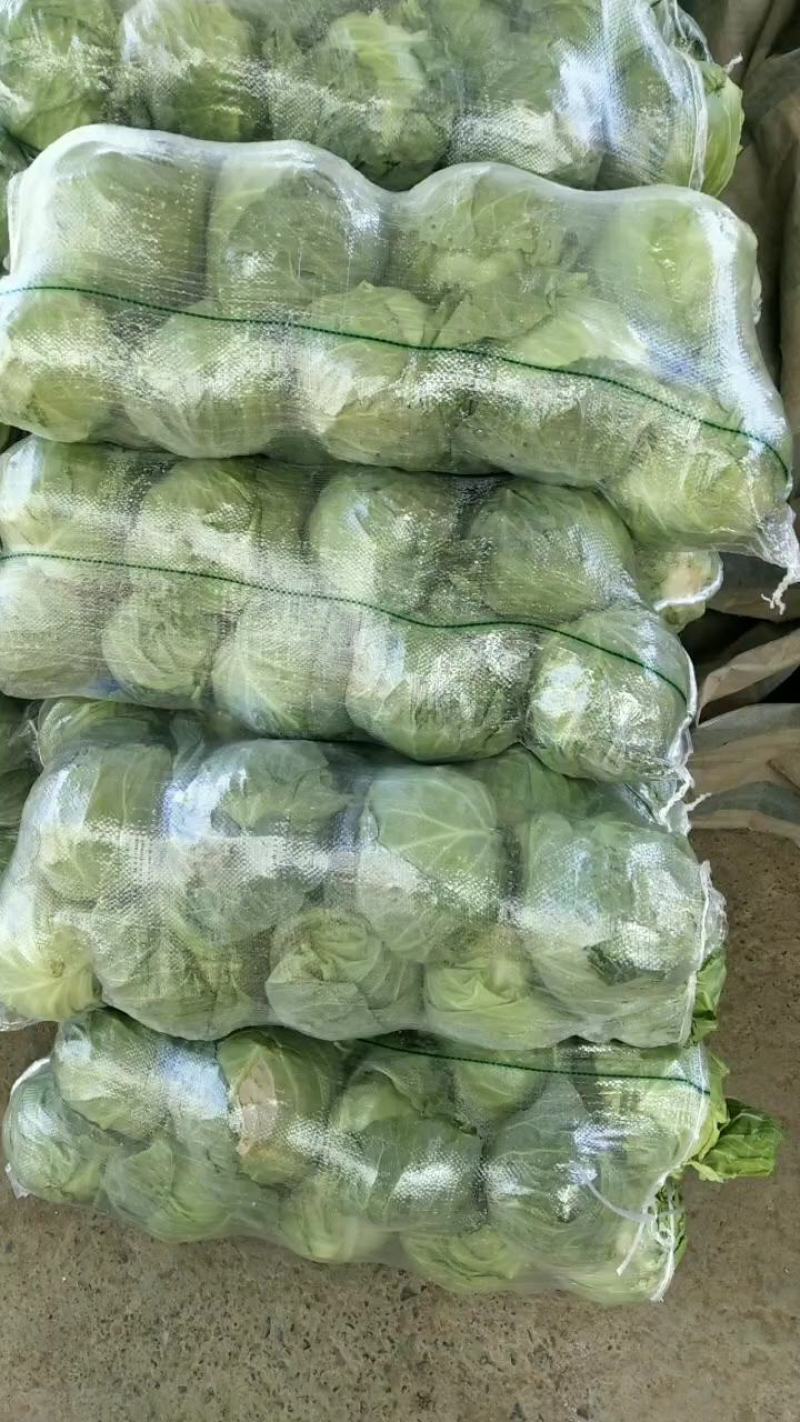 精品圆包菜甘蓝大量上市质量好一手货源基地直发诚信合作