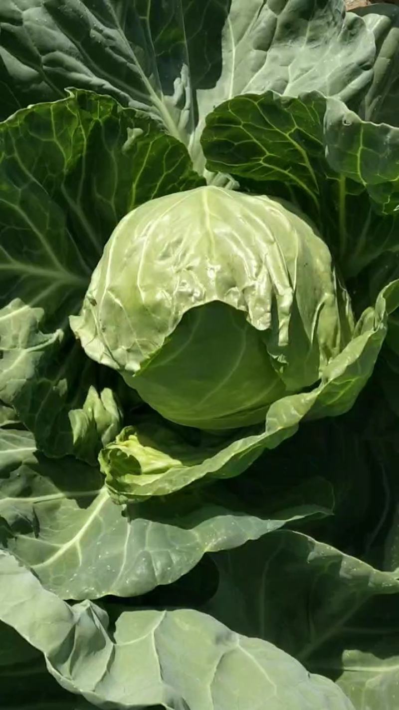 精品圆包菜甘蓝大量上市质量好一手货源基地直发诚信合作