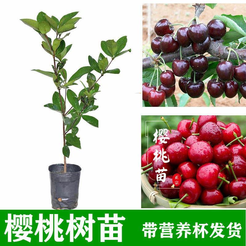 樱桃树苗车厘子特大美早樱桃矮化盆栽庭院地栽耐寒抗冻南北方