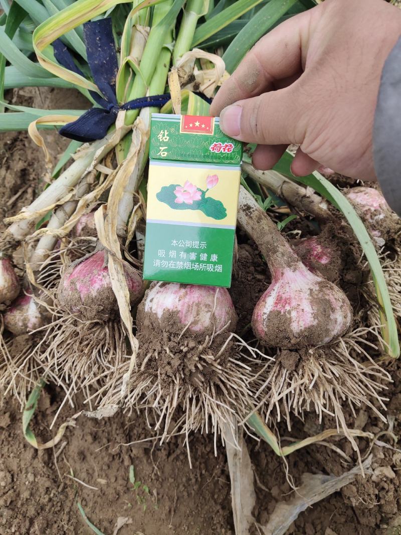 饶阳大蒜，代购代销，诚信经营，质量保证，代发全国