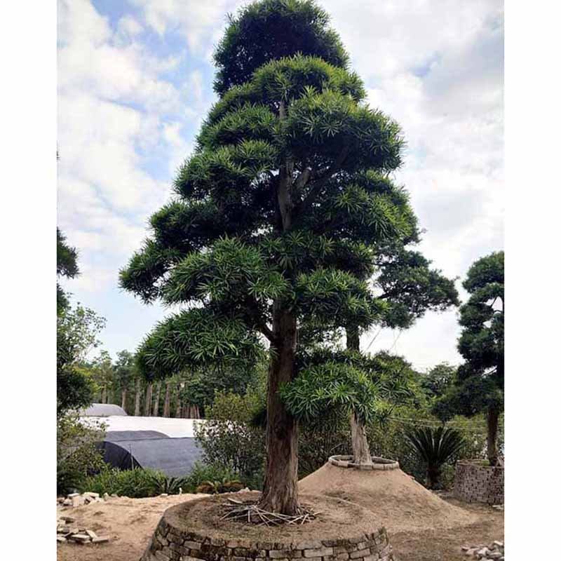 造型罗汉松树桩盆景小叶罗汉松桩景盆栽多规格