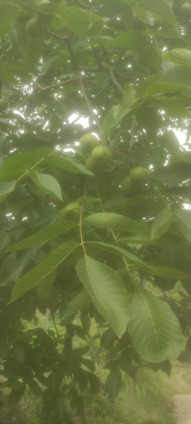 核桃