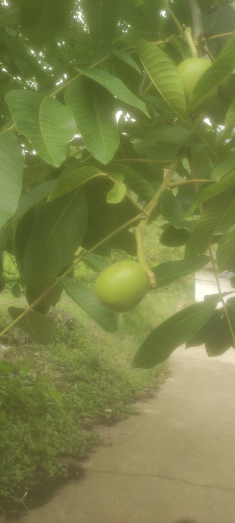 核桃