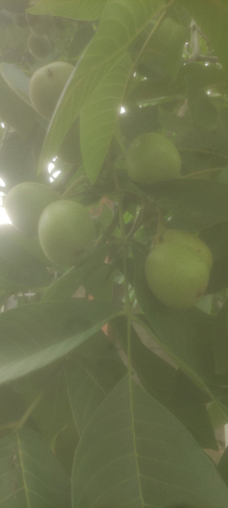 核桃