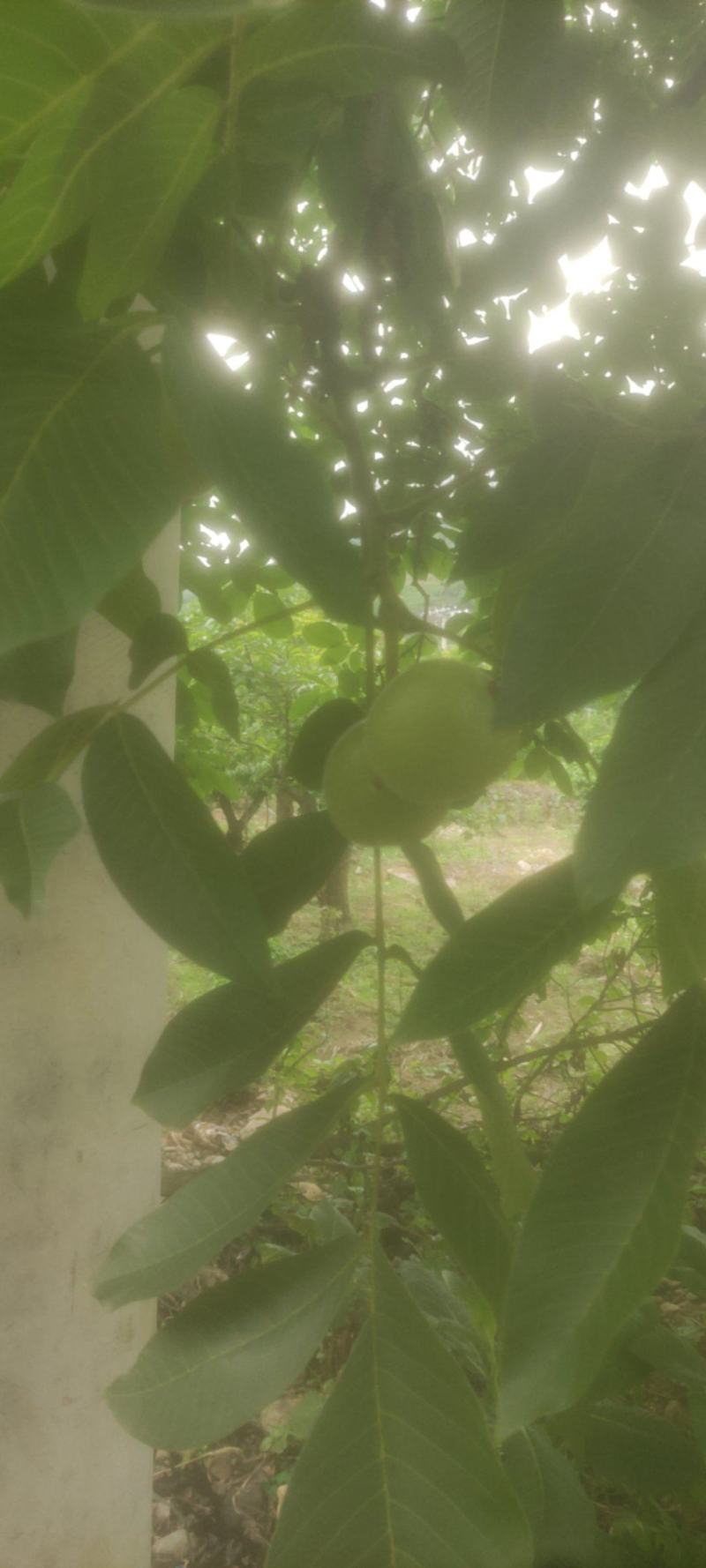 核桃