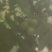 核桃