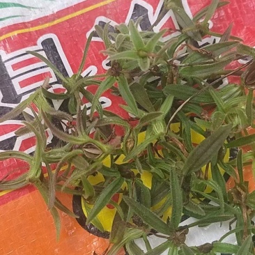 鹿茸草种子，需要的老板随时跟我联系！！！！！
