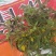 鹿茸草种子，需要的老板随时跟我联系！！！！！