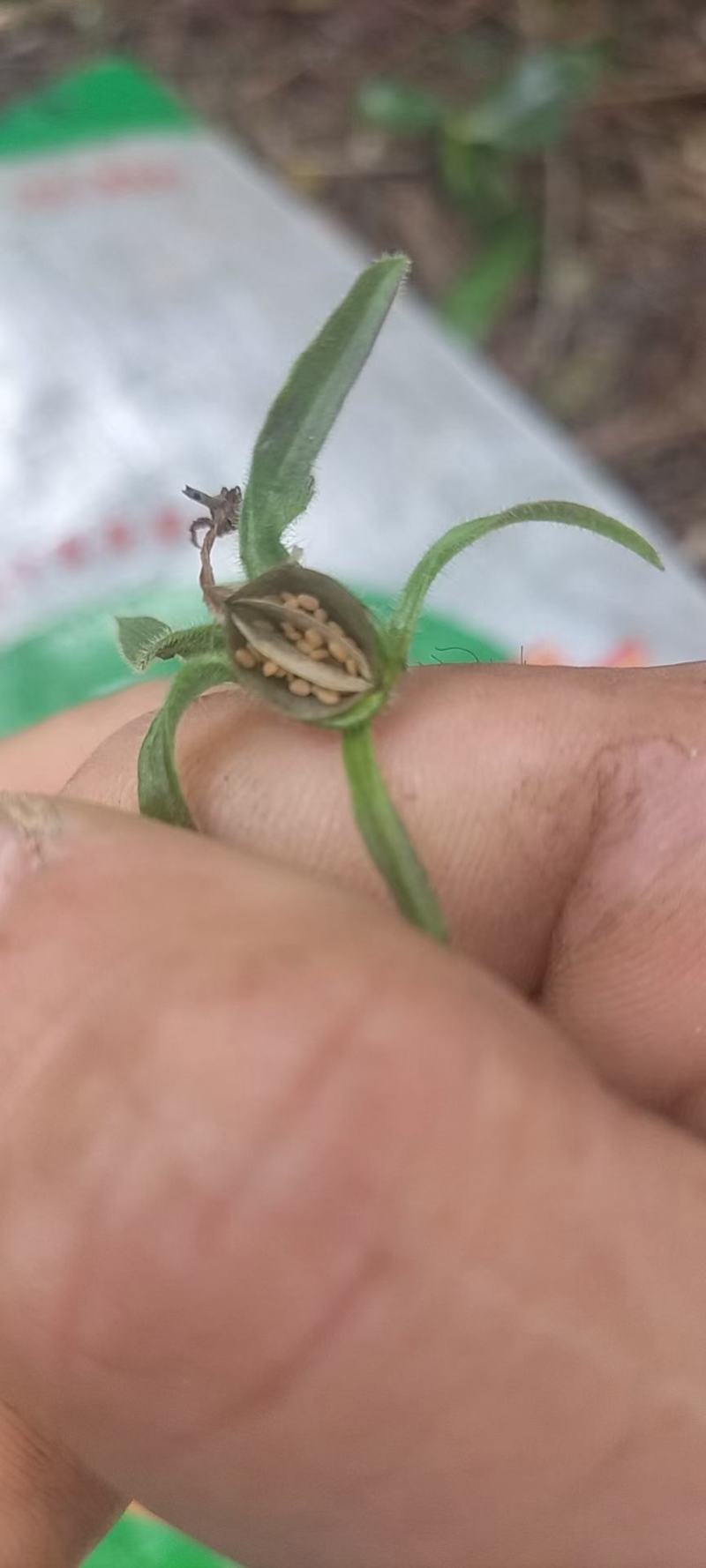 鹿茸草种子，需要的老板随时跟我联系！！！！！