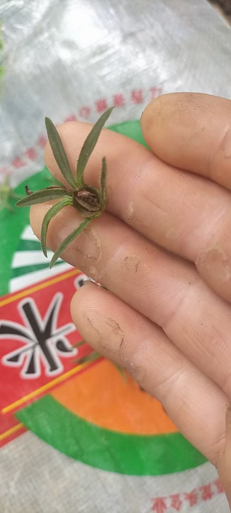 鹿茸草种子，需要的老板随时跟我联系！！！！！