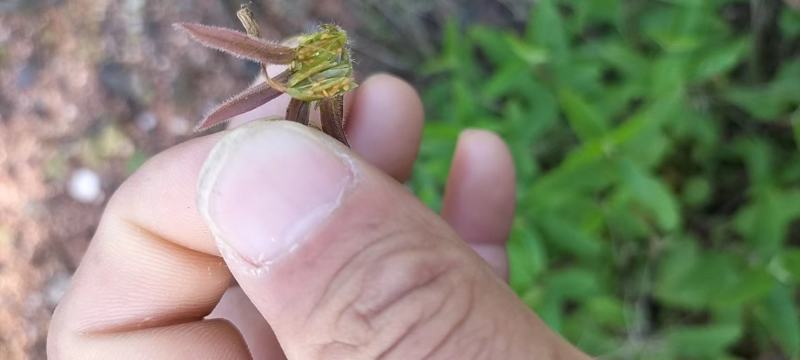 鹿茸草种子，需要的老板随时跟我联系！！！！！