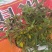 鹿茸草种子，需要的老板随时跟我联系！！！！！