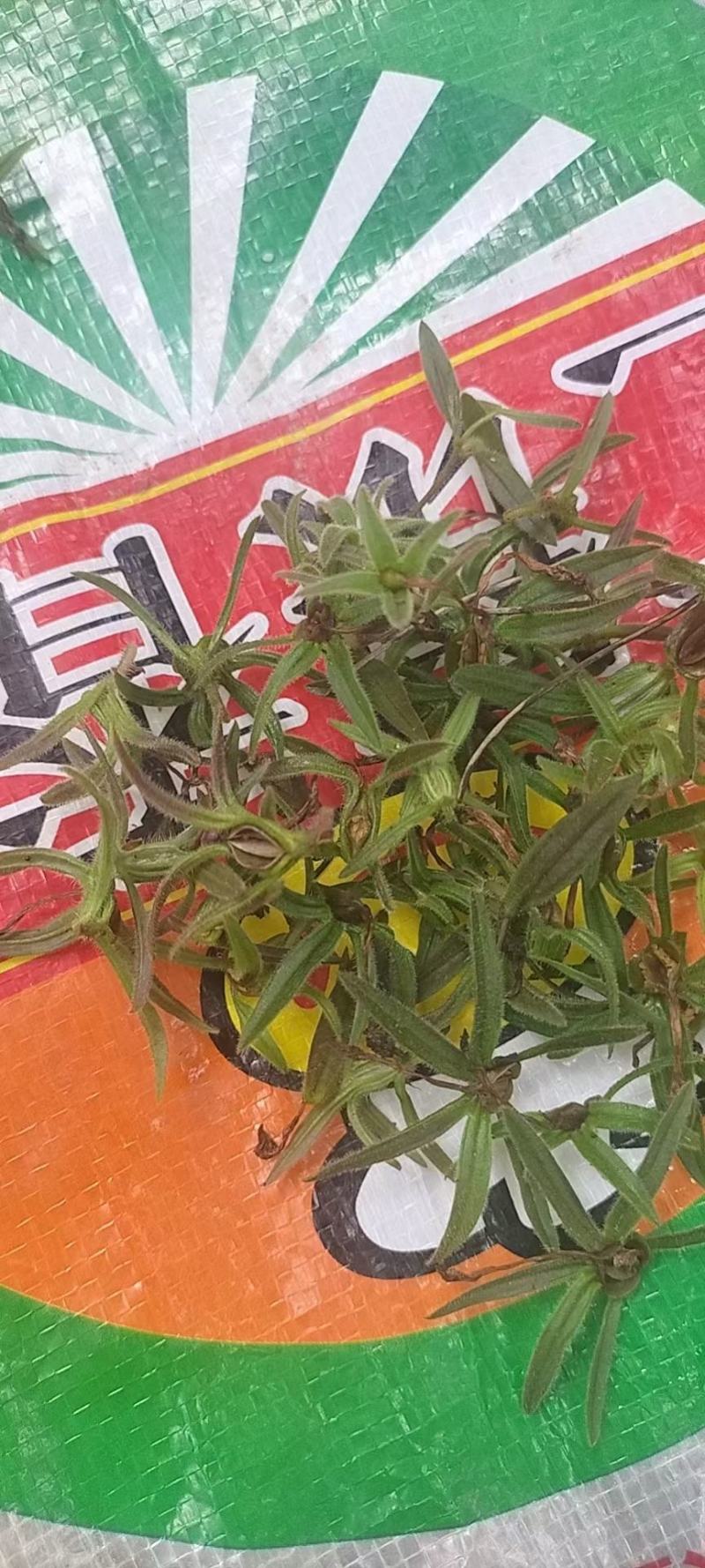 鹿茸草种子，需要的老板随时跟我联系！！！！！