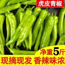 5斤尖椒净重批发绿尖椒新鲜蔬菜杭椒现摘虎皮尖椒辣椒青椒