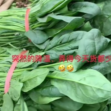白菜菠菜辣椒茄子胡萝卜白萝卜