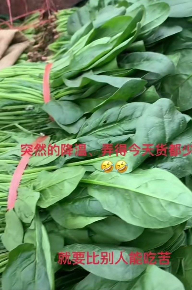 白菜菠菜辣椒茄子胡萝卜白萝卜