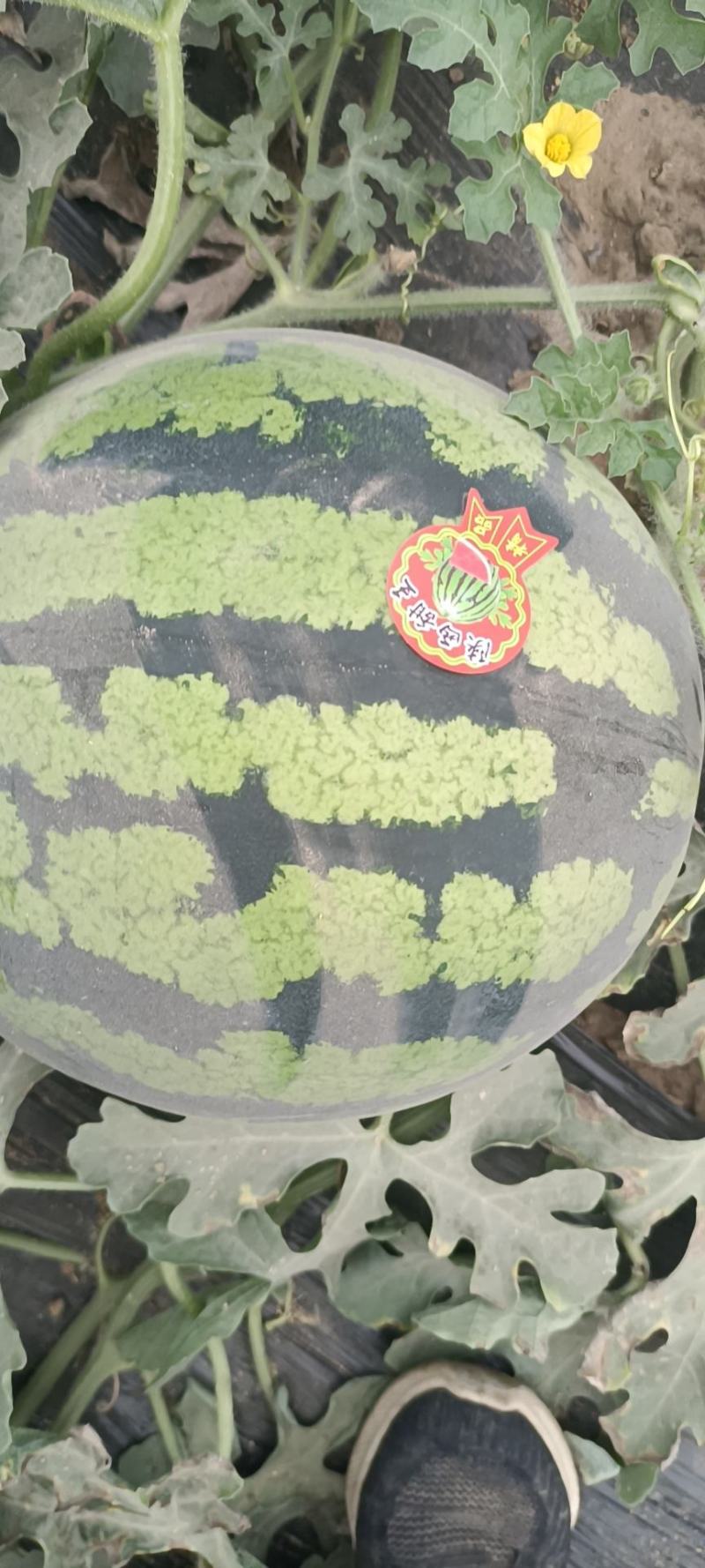 【精品】陕西甜王西瓜，大棚西瓜一手货源，质量保证代发全国