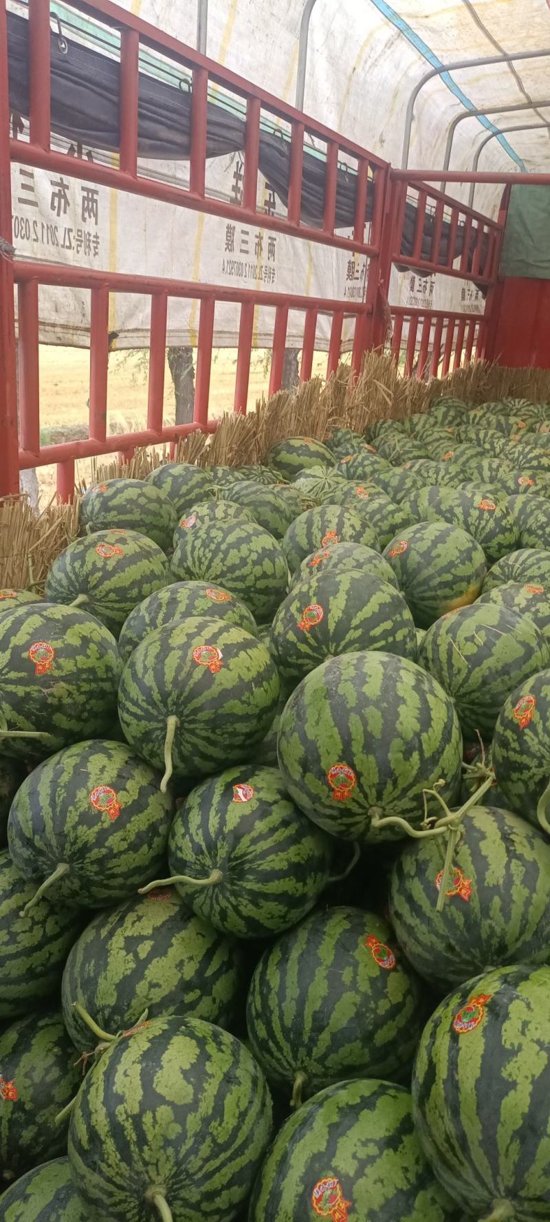 【精品】陕西甜王西瓜，大棚西瓜一手货源，质量保证代发全国