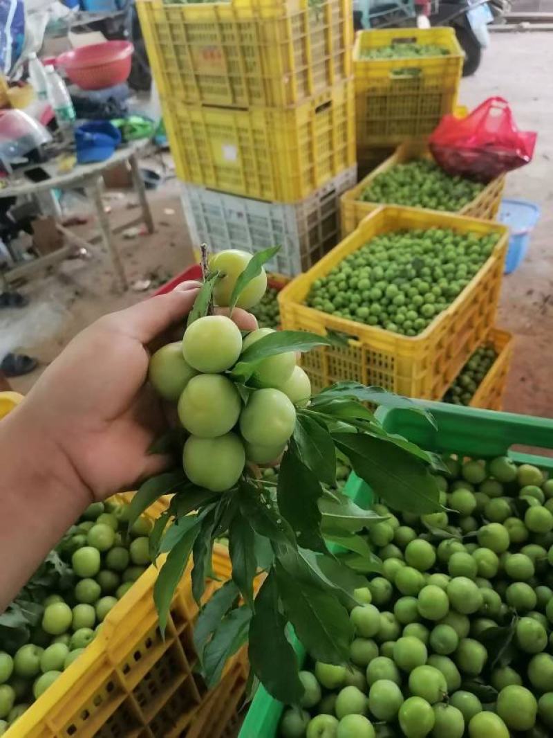 广西三月李，早李上市中，欢迎老板来订购