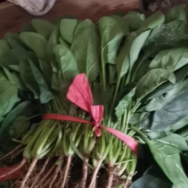 大叶菠菜