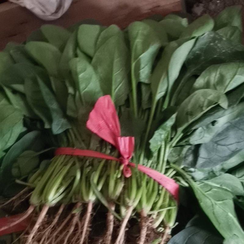 大叶菠菜