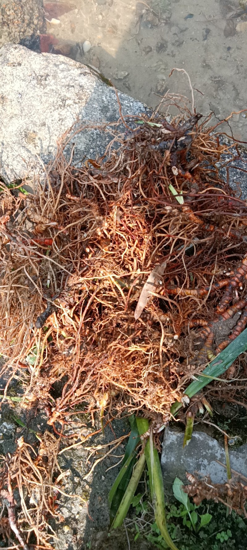 石菖蒲出售