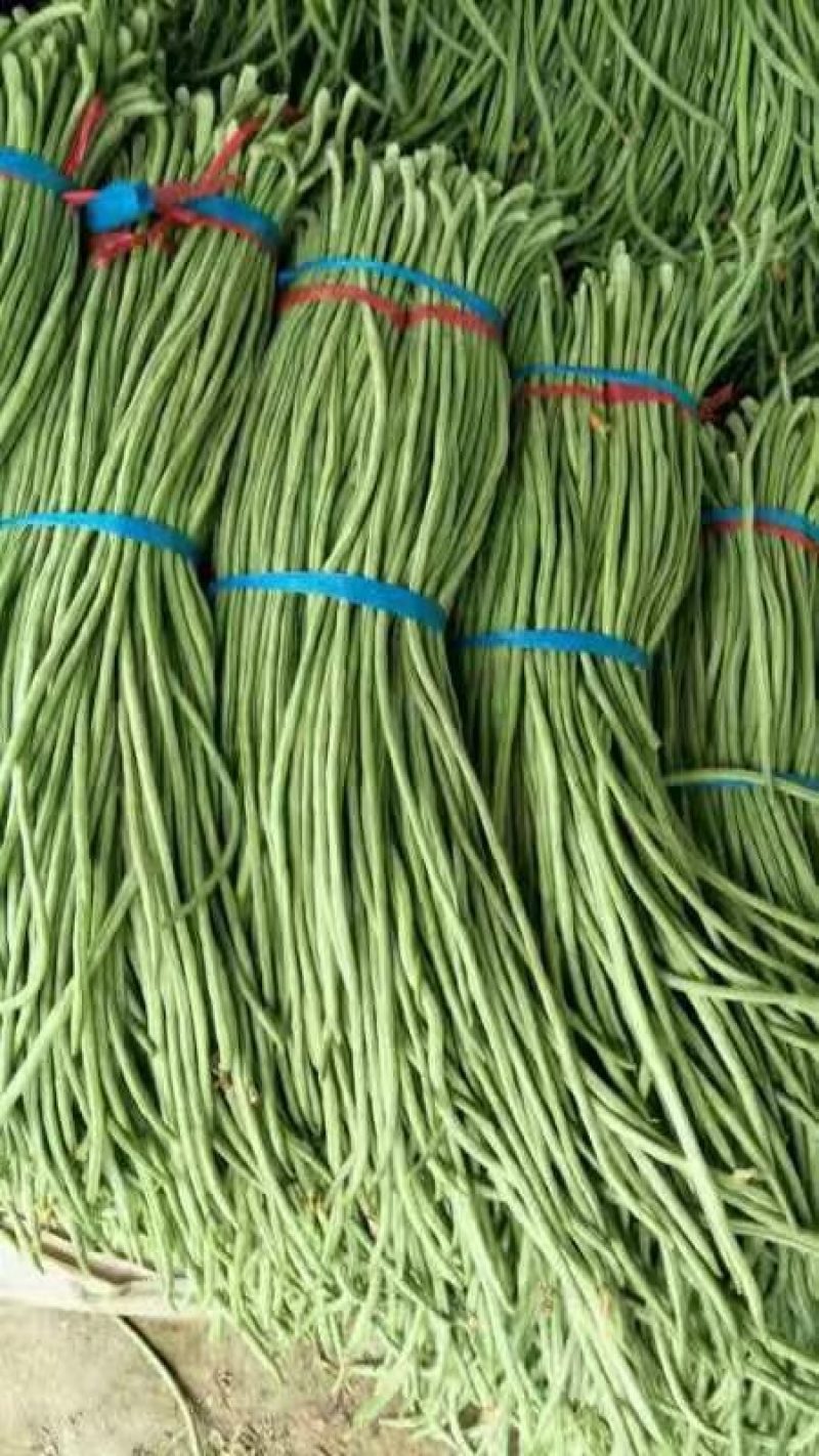 精品长豆角豇豆
