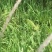 白茅草苗！自然生长，荒山堤坝绿化先锋草种，繁殖迅速，多年