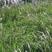 白茅草苗！自然生长，荒山堤坝绿化先锋草种，繁殖迅速，多年