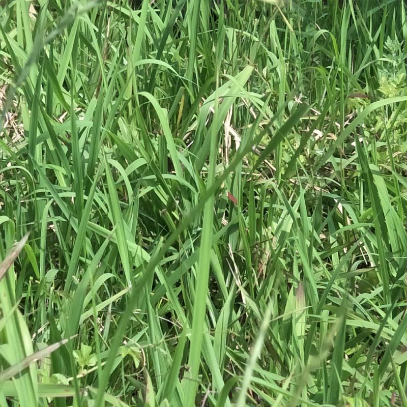 白茅草苗！自然生长，荒山堤坝绿化先锋草种，繁殖迅速，多年