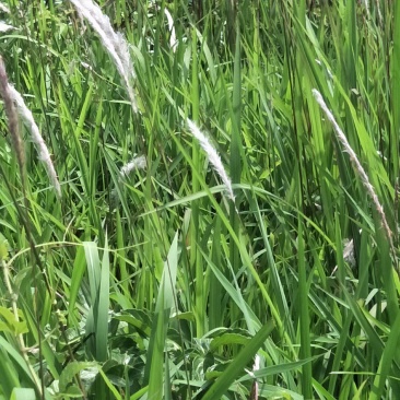 白茅草苗！自然生长，荒山堤坝绿化先锋草种，繁殖迅速，多年