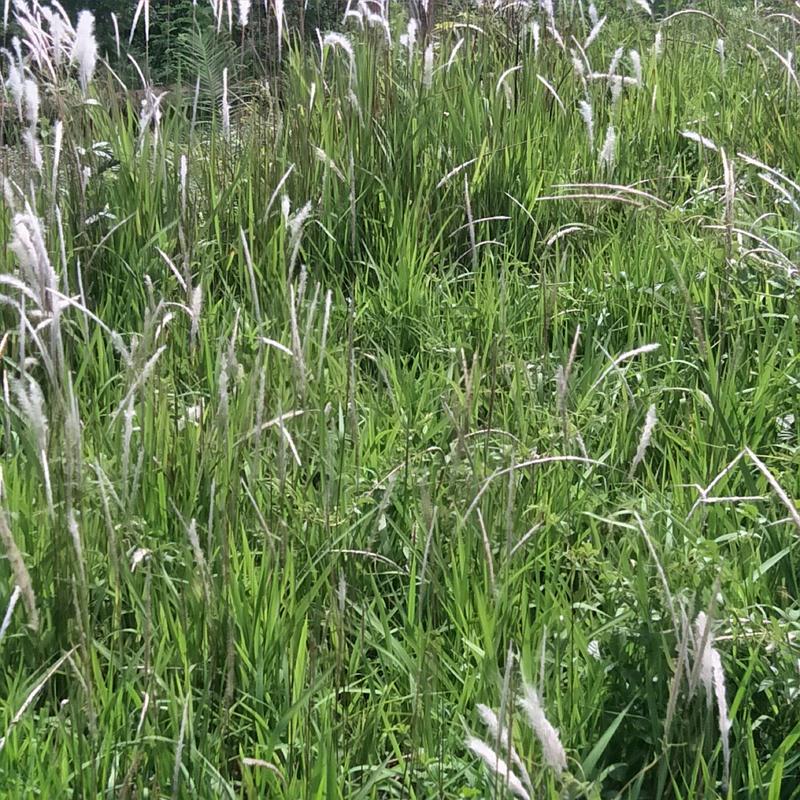 白茅草苗！自然生长，荒山堤坝绿化先锋草种，繁殖迅速，多年