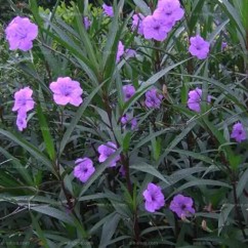 重庆永川田怡花卉翠芦莉，产地直供，欢迎选购