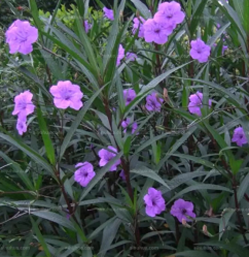 重庆永川田怡花卉翠芦莉，产地直供，欢迎选购
