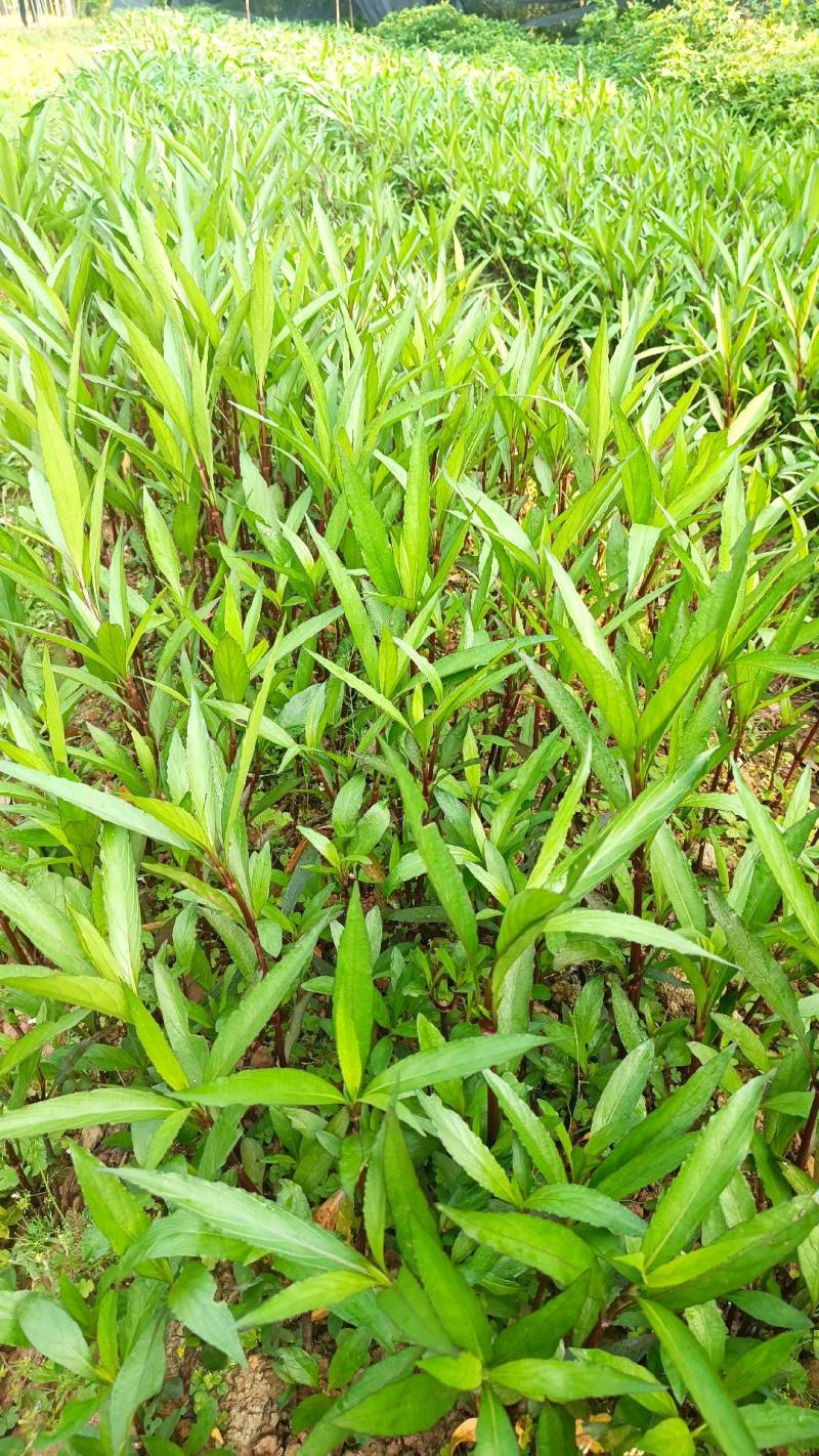 重庆永川田怡花卉翠芦莉，产地直供，欢迎选购