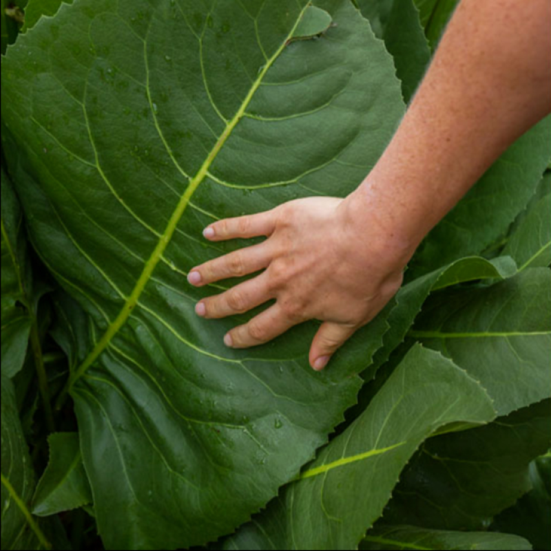 串叶松香草牧草种子多年生猪牛羊鹅畜禽食用华夏神菊教授菊籽