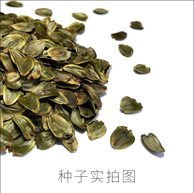 串叶松香草牧草种子多年生猪牛羊鹅畜禽食用华夏神菊教授菊籽