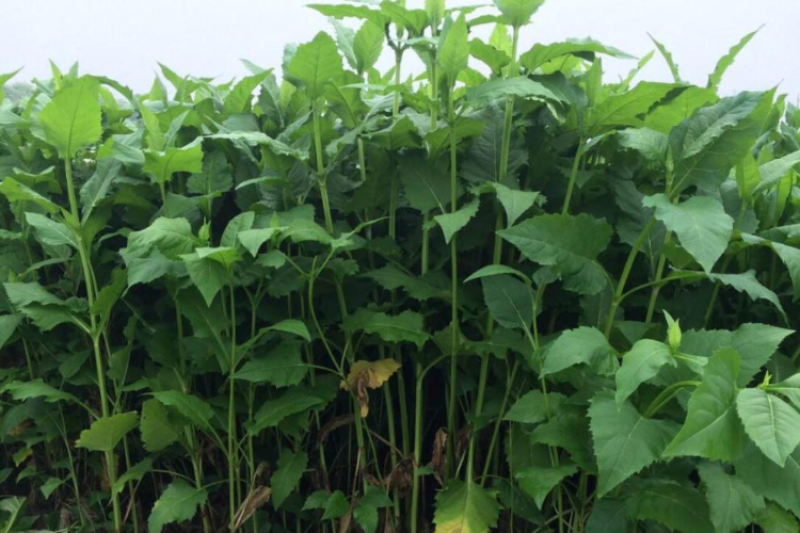 串叶松香草牧草种子多年生猪牛羊鹅畜禽食用华夏神菊教授菊籽