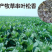 串叶松香草牧草种子多年生猪牛羊鹅畜禽食用华夏神菊教授菊籽