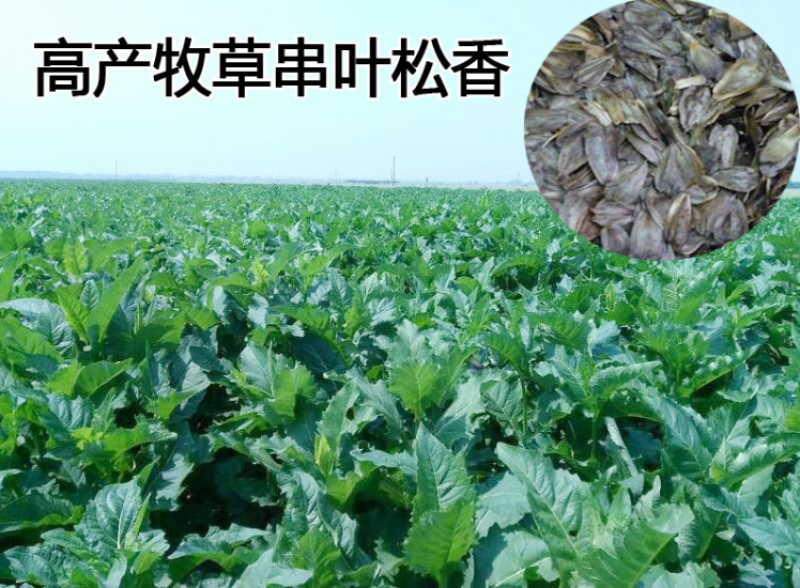 串叶松香草牧草种子多年生猪牛羊鹅畜禽食用华夏神菊教授菊籽