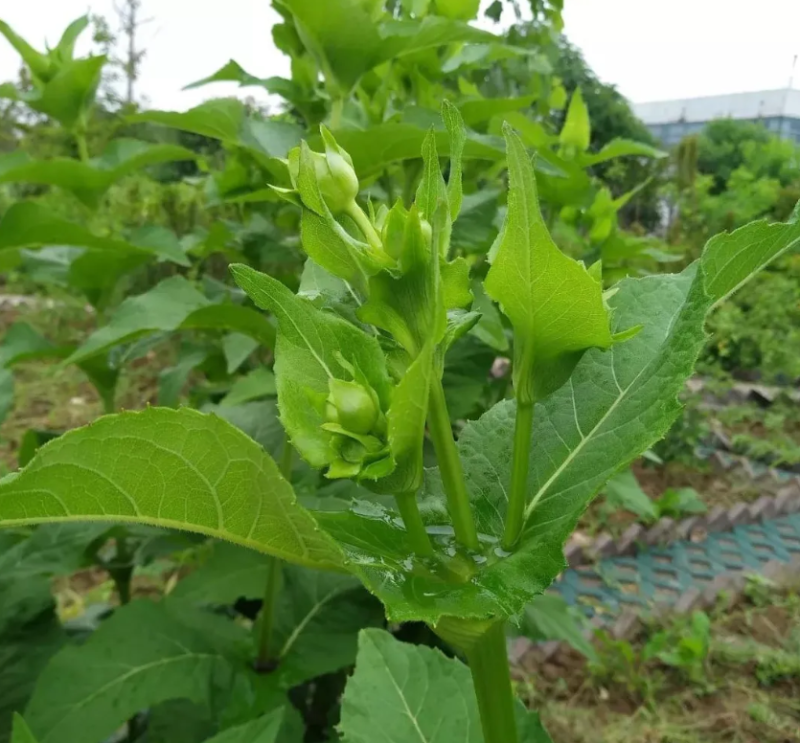 串叶松香草牧草种子多年生猪牛羊鹅畜禽食用华夏神菊教授菊籽